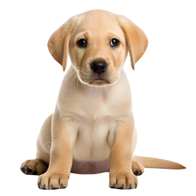 Troy Dog Groomers